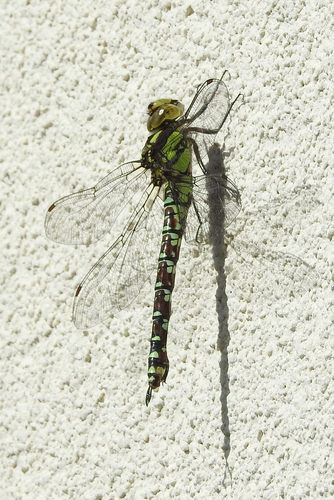 Southern Hawker