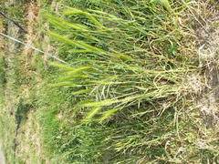 Hordeum murinum murinum