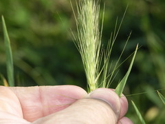 Hordeum murinum murinum