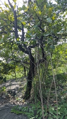 Diospyros melanoxylon