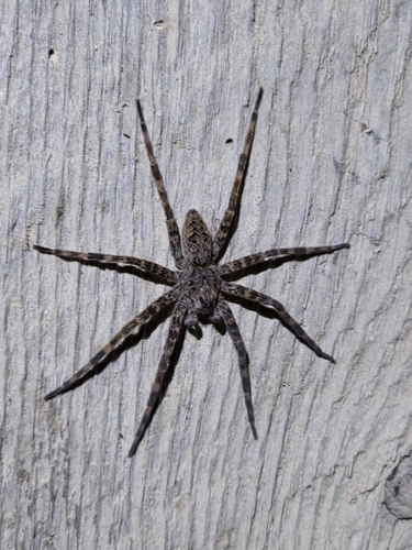 Dark Fishing Spider
