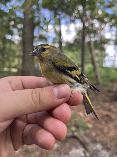 Eurasian Siskin