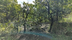 Diospyros melanoxylon, photograph (c) Ravuri Krishna Chaitanya, some rights reserved (CC BY)