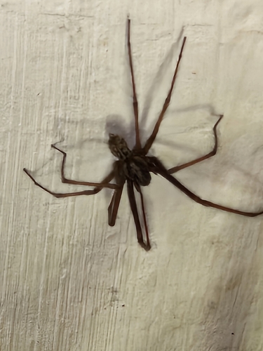 Giant House Spider