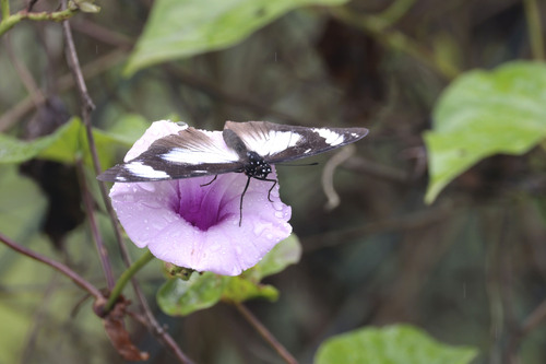 Variable Diadem