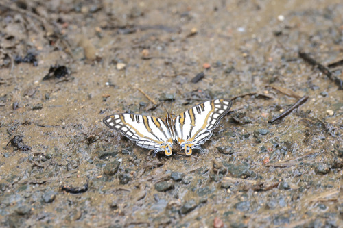 African Map Butterfly