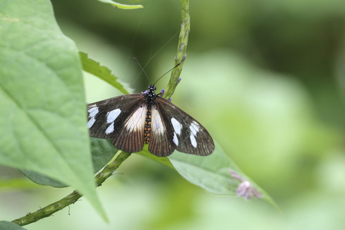 Lycoa Acraea