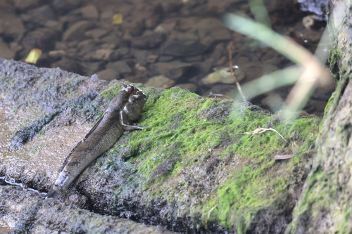 Atlantic Mudskipper