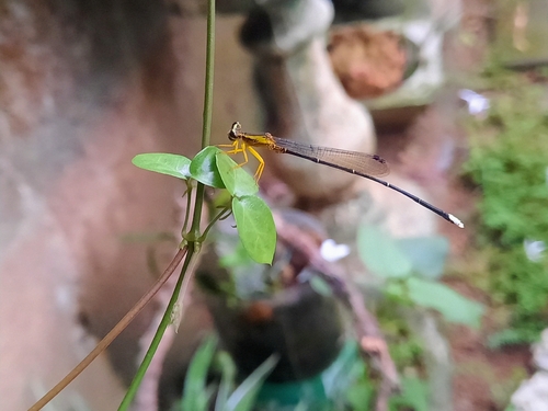 Yellow featherlegs