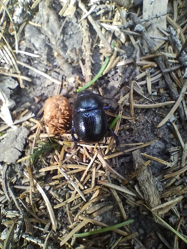 Woodland Dor Beetle