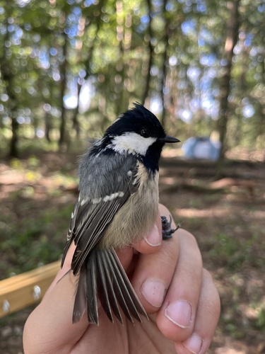 Coal Tit