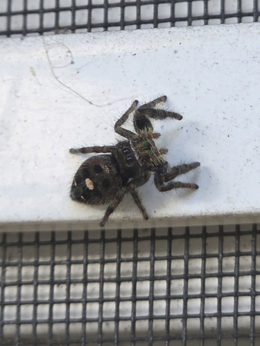 Bold Jumping Spider