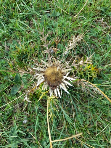 Silver Thistle