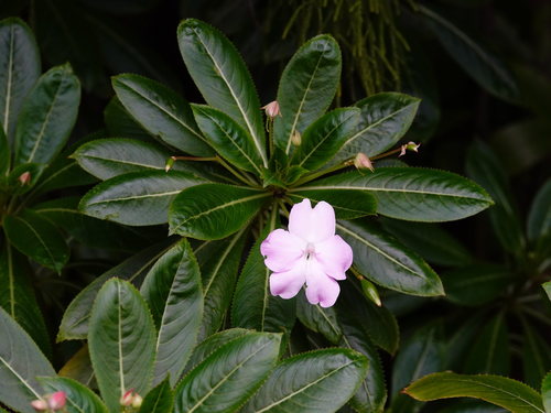Impatiens sodenii