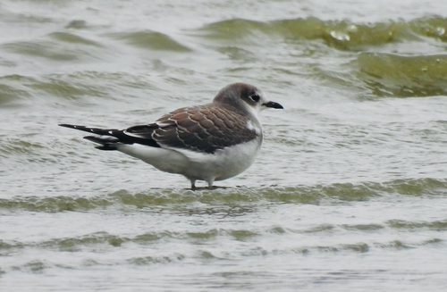 Sabine's Gull