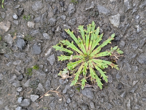 Buck's-horn Plantain