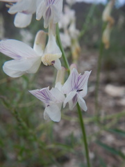 Vicia costata