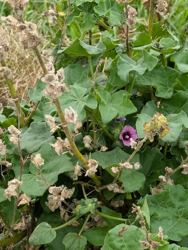 Tree Mallow