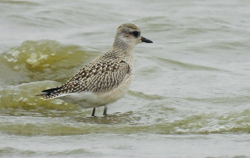 Black-bellied Plover