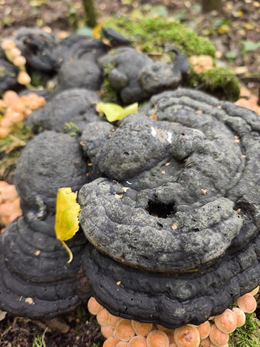 Hoof Fungus