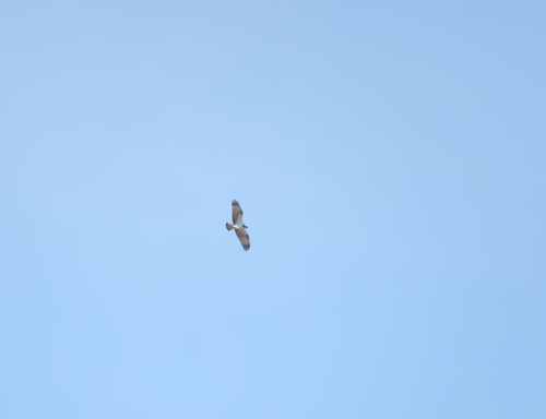 Osprey
