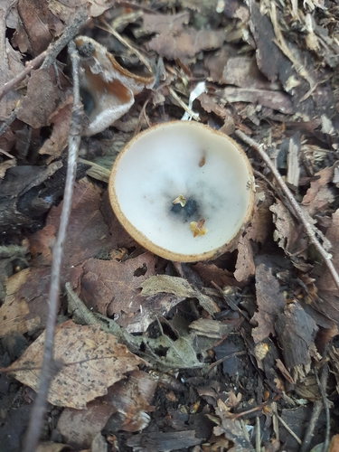 Brown-haired White Cup