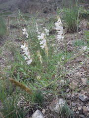 Vicia costata