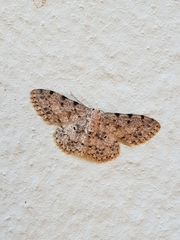Scopula nigrinotata