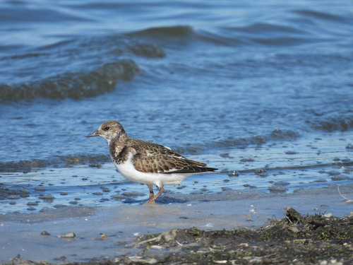 Ruddy Turnstone