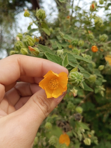 hairy abutilon