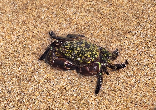 Mottled Shore Crab