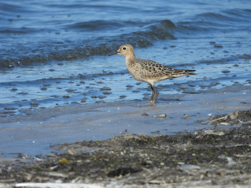 Buff-breasted Sandpiper
