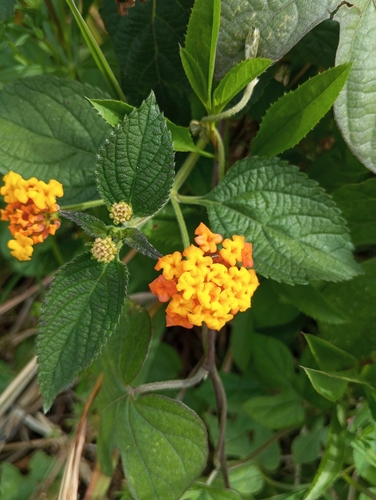 common lantana