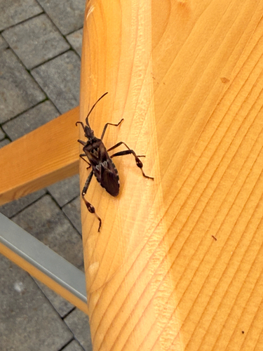 Western Conifer Seed Bug