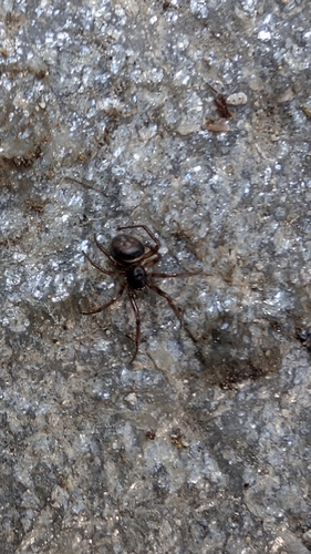 Rabbit Hutch Spider