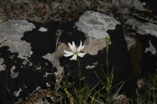 Silene urvillei