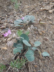 Gueldenstaedtia monophylla