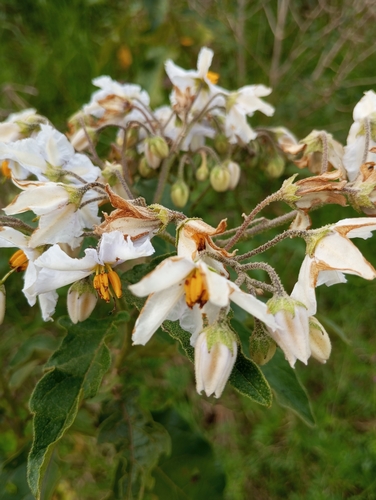 Solanum bonariense