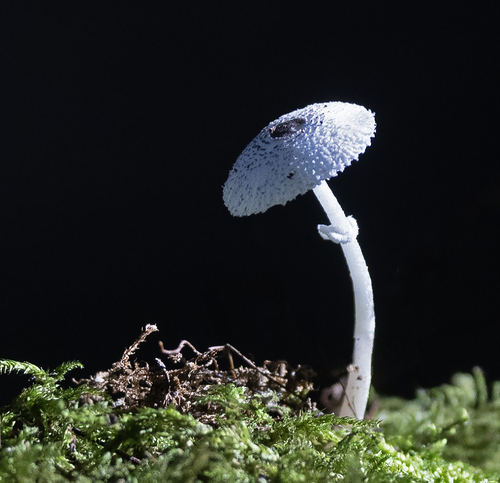 Skullcap Dapperling