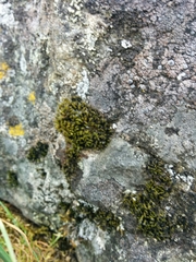 Grimmia trichophylla