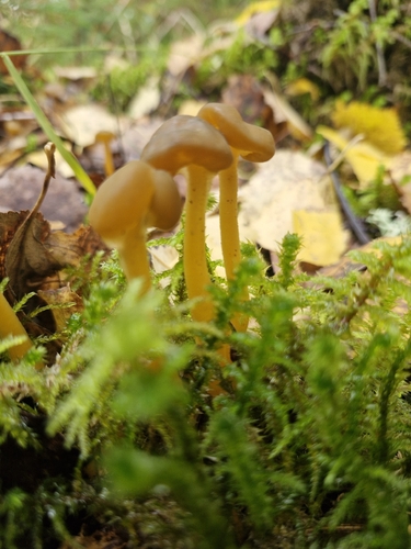 Ochre Jelly Club