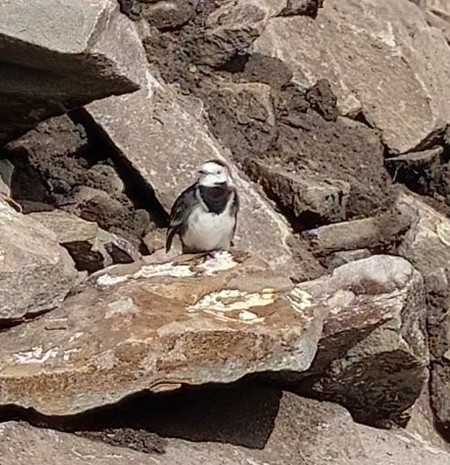Pied Wagtail