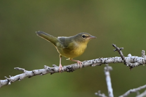 Mourning Warbler