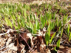 Allium ochotense