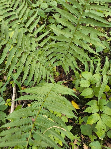 male fern