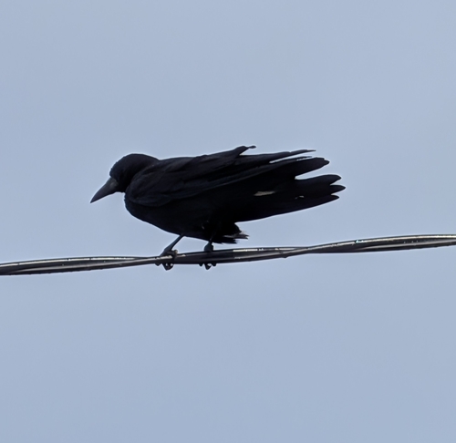 Rook
