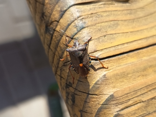 Forest Bug