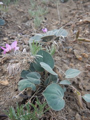 Gueldenstaedtia monophylla