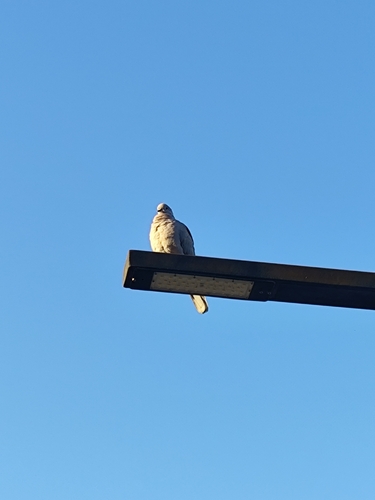 Eurasian Collared-Dove