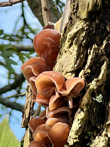 Jelly Ear